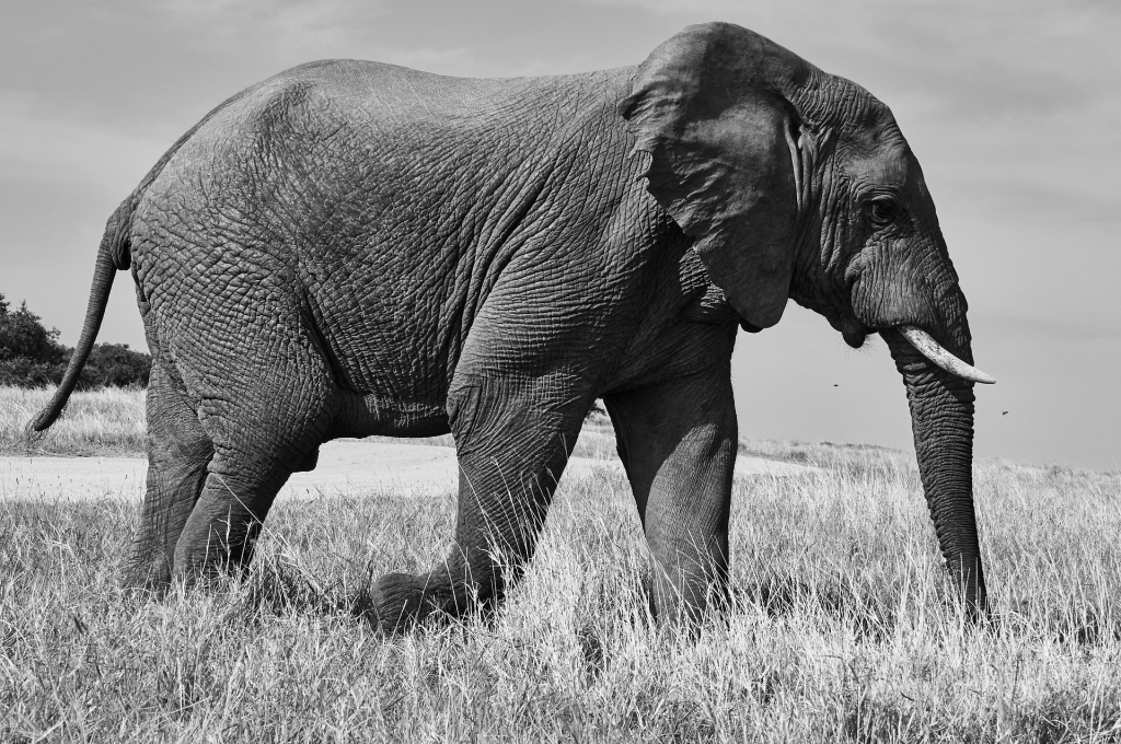 elephant