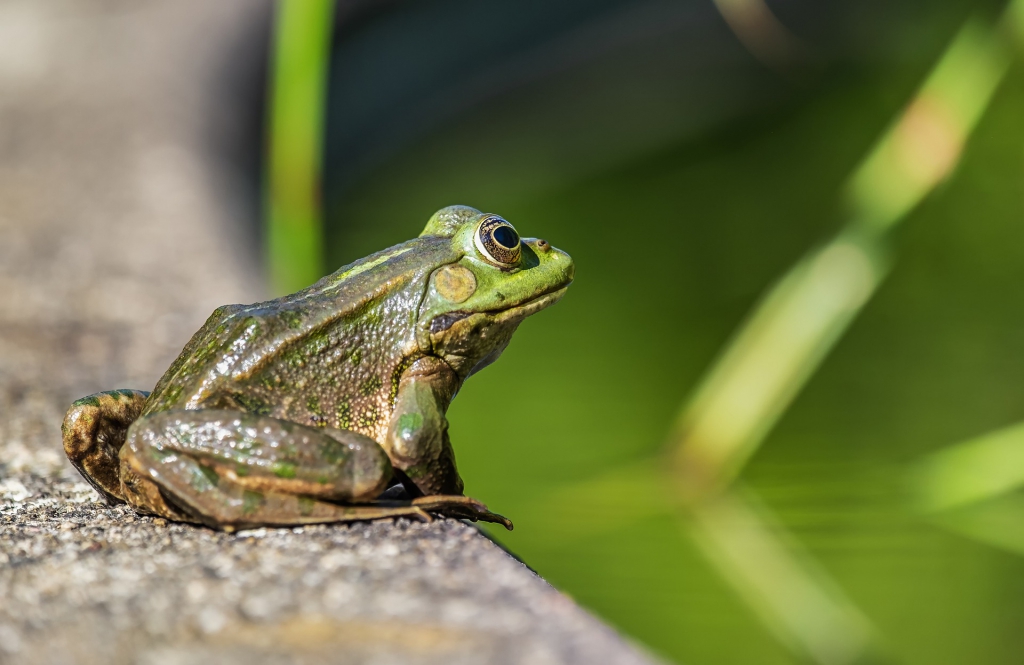 frog