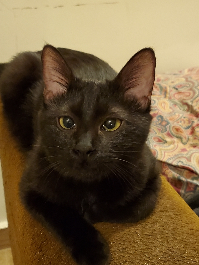 Cat title