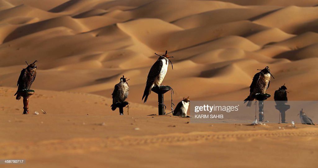 الحياة البرية