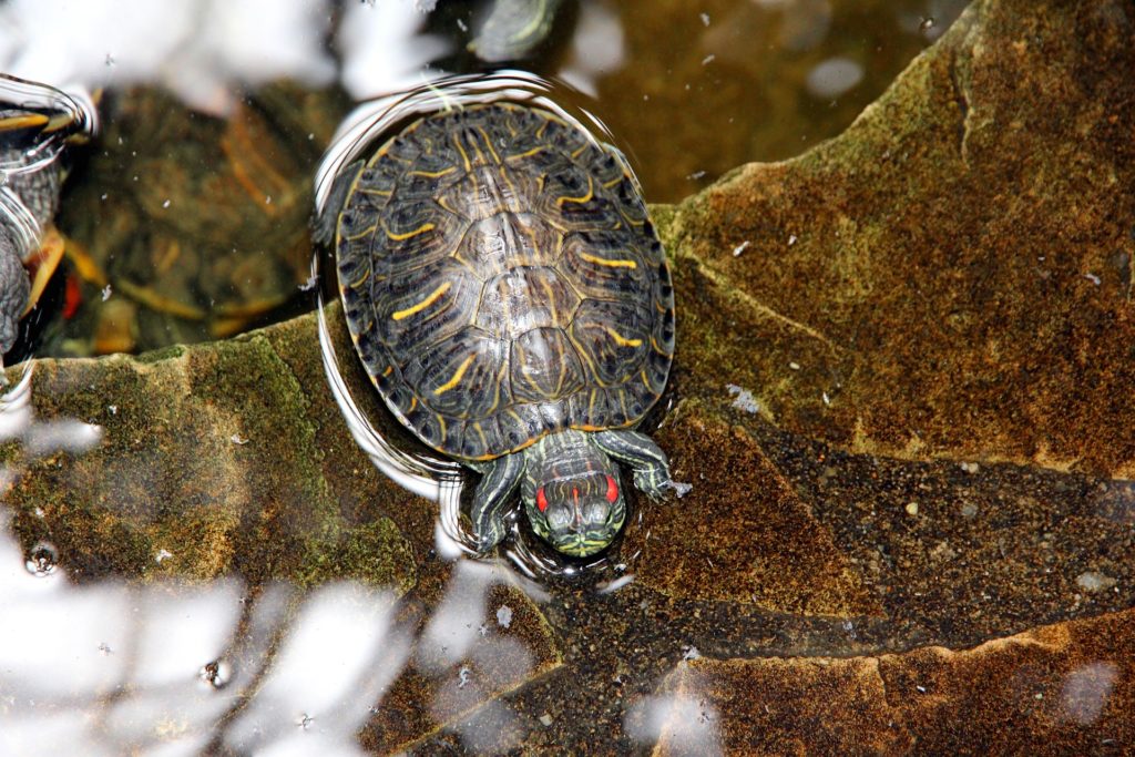 Turtle