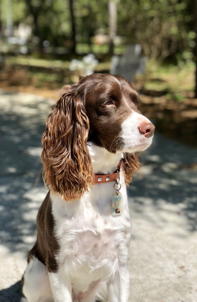 Bailey