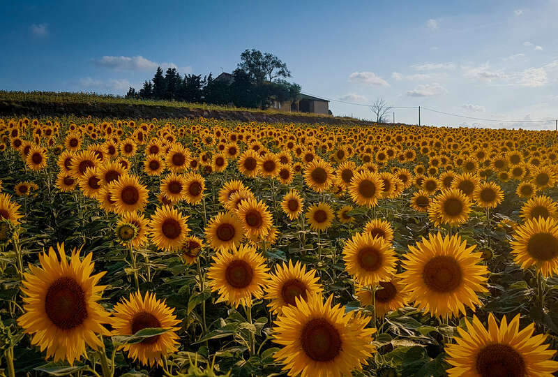 sunflowers