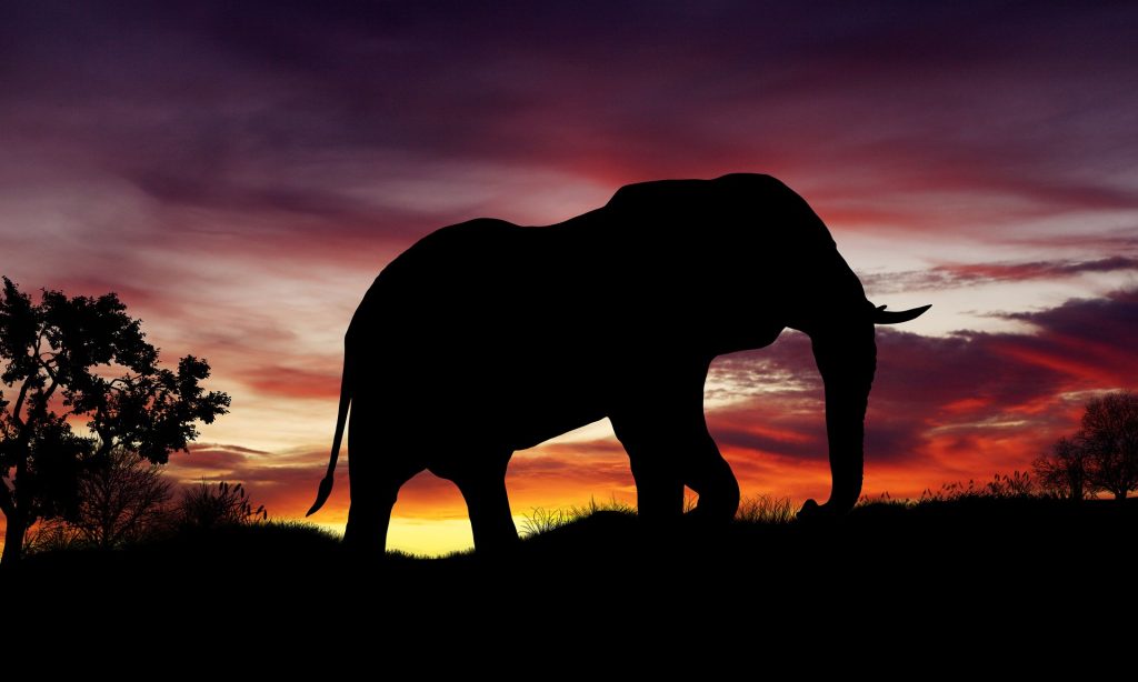 Elephants at Sunset