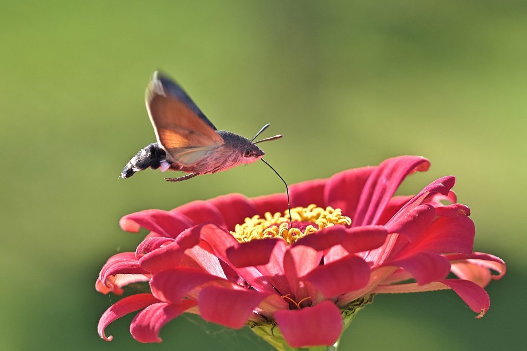 hummingbird flower