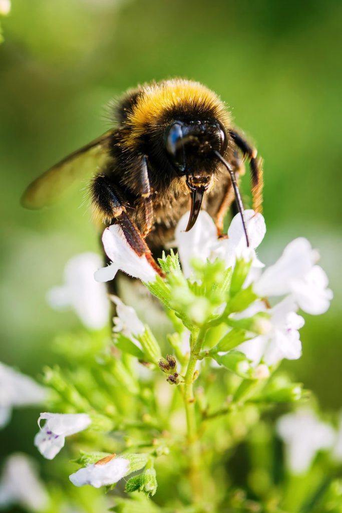 Bee in Bloom
