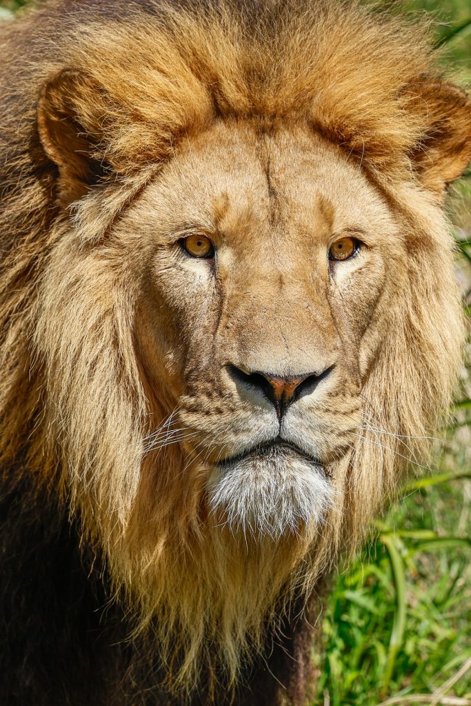 lion golden hour