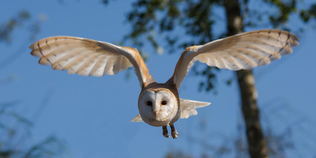 owl flying wings