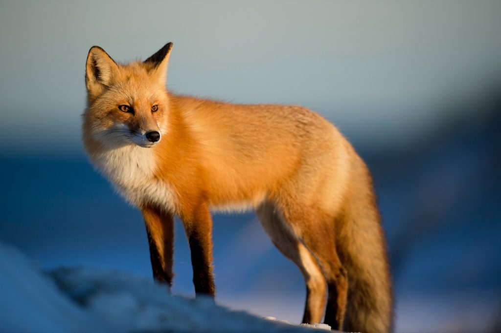 red fox snow portrait