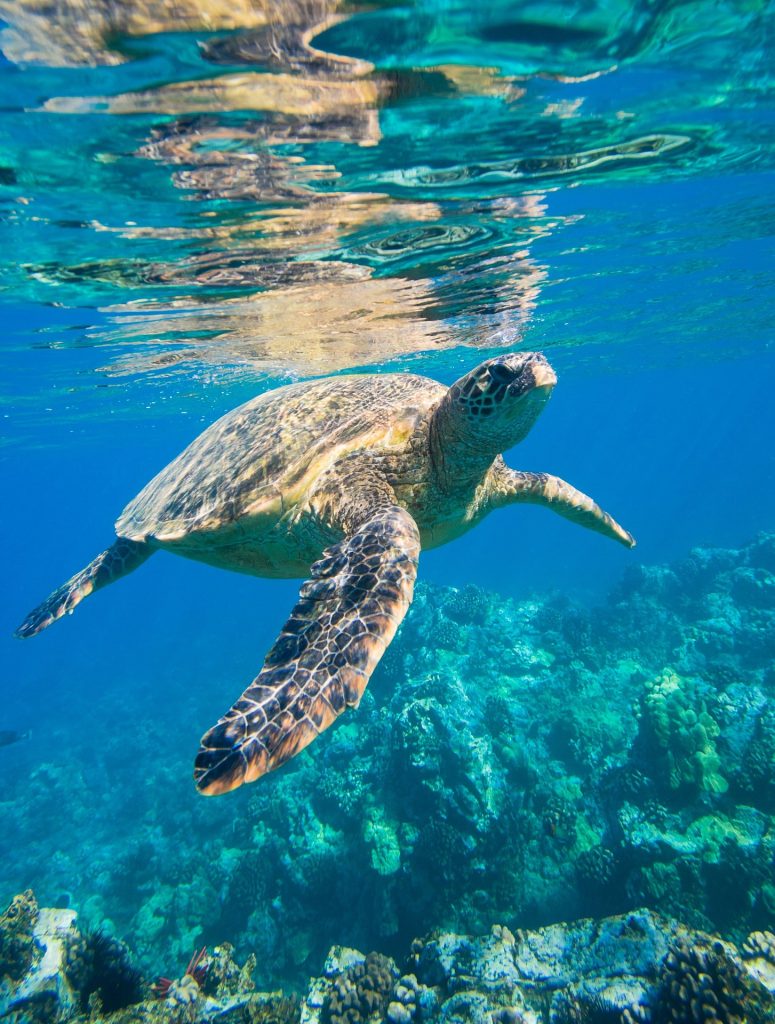 sea turtle underwater
