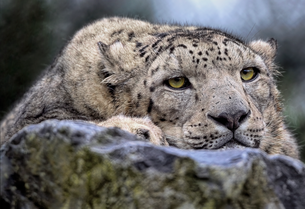 snow leopard mountain